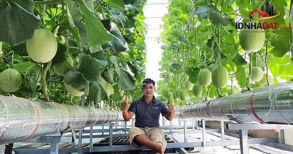 Khám Phá Hành Trình Trồng Dưa Lưới Từ Mái Tôn Đến Trang Trại Thành Công