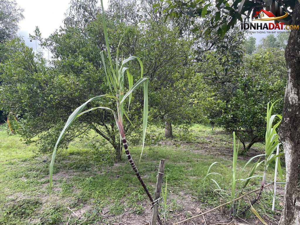 Bán gấp, đất bưng ông thoàn, long trường q9, 2100m2, 82 tỷ – Bán nhà đất Đường Bưng Ông Thoàn – Phường cũ Long Trường Quận 9 – Phường mới Long Trường – Thành phố Hồ Chí Minh