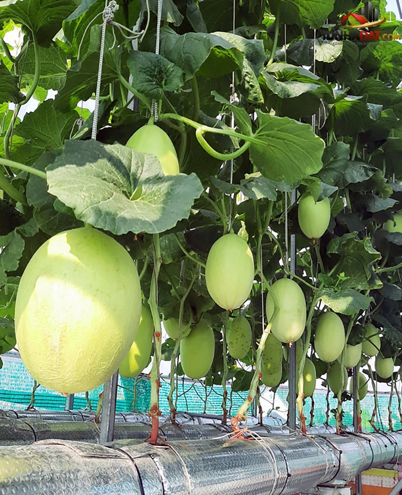Thu hoạch 3 tạ dưa từ vườn trên mái tôn - Ảnh 6.