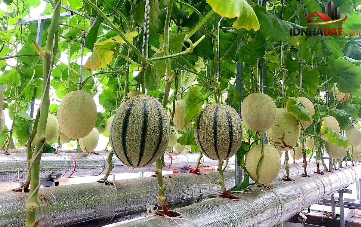 Thu hoạch 3 tạ dưa từ vườn trên mái tôn - Ảnh 7.
