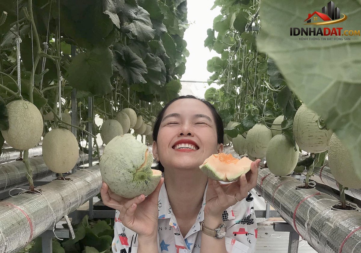 Thu hoạch 3 tạ dưa từ vườn trên mái tôn - Ảnh 8.