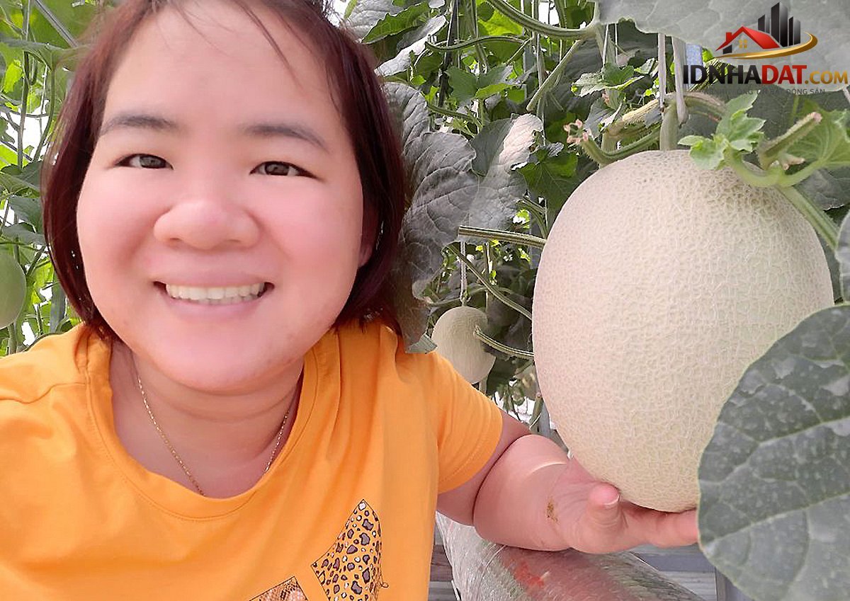 Thu hoạch 3 tạ dưa từ vườn trên mái tôn - Ảnh 9.