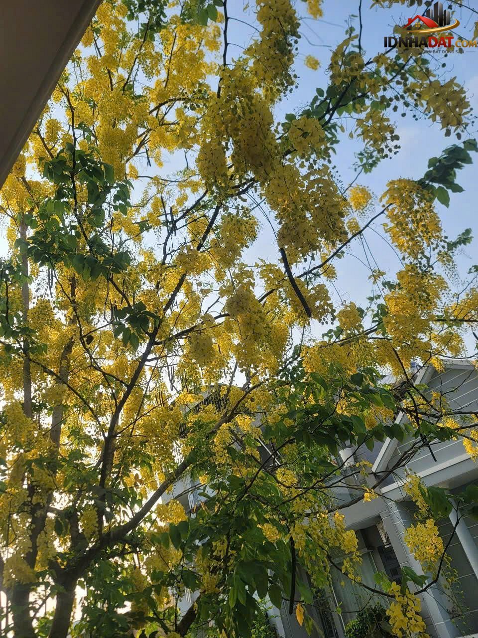 Chính chủ bán tòa căn hộ dịch vụ 12 phòng Đường 1 – Phường cũ Bình Hưng Hòa B Quận Bình Tân – Phường mới Bình Tân – Thành phố Hồ Chí Minh 110m2 8.2 tỷ